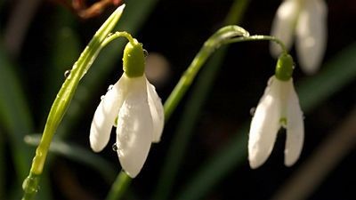 Nicí jsou např. půvabné květy sněženky (Galanthus nivalis).