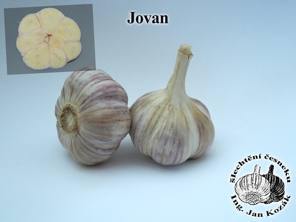 JOVAN