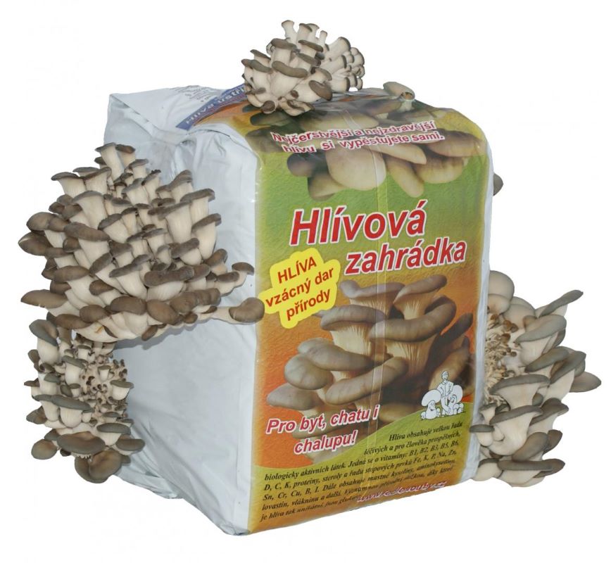Hliva Ustricna Pestovani (Pěstování Hlívy Ústričné, jako sláma, Příprava substrátu) Hliva Ustricna Pestovani