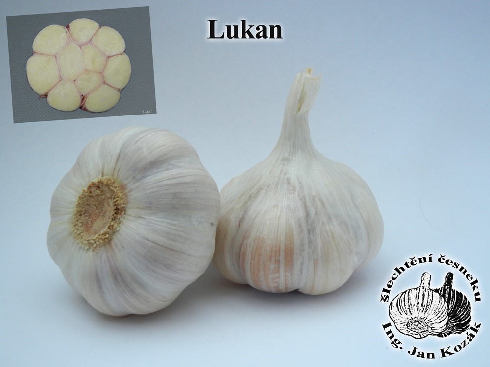 Sadbový česnek LUKAN