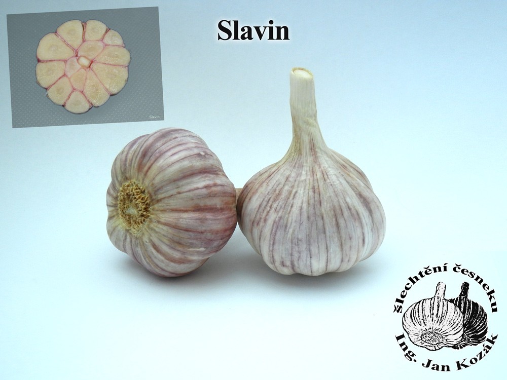 Sadbový česnek SWLAVÍN