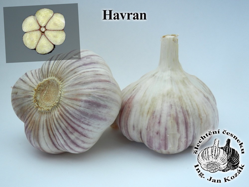 Sadbový česnek HAVRAN
