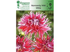 Jiřina Normandy Wild Willie