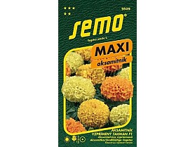 9529 Aksamitník vzpřímený TAISHAN F1.jpg