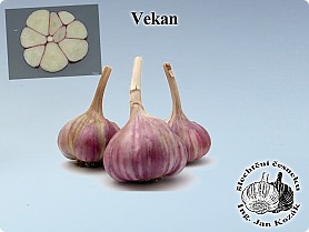 vekan[1].jpg