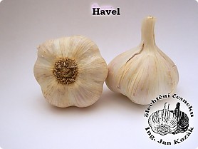 havel