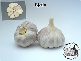 bjetin