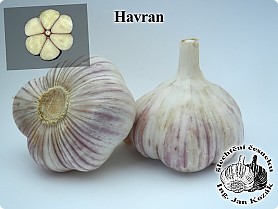 havran