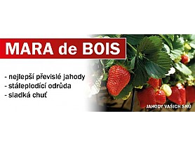 MARA de BOIS převislé - 10 pack