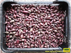 Sazečka ozimá 250g AKADO červená 8-16
