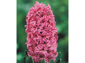 Pink Pearl