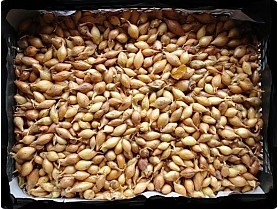 Cibule sazečka 250g VŠETANA 8-16mm 