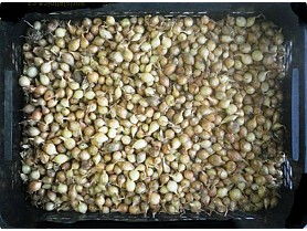 azečka Stutgart 250g