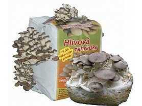 Hlíva ústřičná + královská