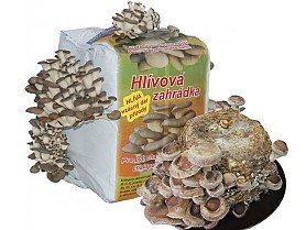 Hlíva + šii takee 3 l