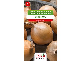 cibule Augusta