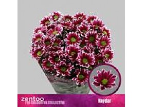 Chrysanthema