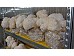 Sadba Korálovec ježatý cca 500 ml