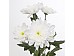 Chrysanthema