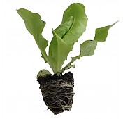 Zeleninová přísada