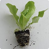 Agri Salát PIA přísada v přepravním boxu 12ks