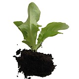 Agri přísada salátu PIA s kořenovým balem 1 ks