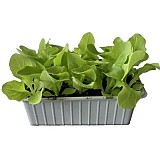 Agri přísada salátu PIA vanička s 15ks