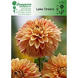 Jiřina Lake Ontario 1 hlíza