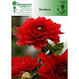 Jiřina Šumava 1 hlíza