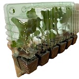 Kapusta FAMOSA přísada balíčk. 12ks v přepr.boxu