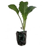 Kapusta FAMOSA přísada balíčk. AGRI