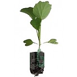 Zelí rané přísada balíčková 1ks