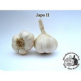 Sadbový česnek JAPO II 10-16 cibulí NEPALIČÁK