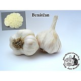 Sadbový česnek BENÁTČAN - 3 až 4 cibule - nepaličák