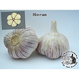 Sadbový česnek HAVRAN - 3 až 4 cibule - paličák