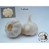 Sadbový česnek LUKAN 5 až 8 cibulí nepaličák