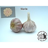 Sadbový česnek SLAVIN II - 3 až 4 cibule - paličák