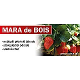 MARA de BOIS převislé - 10 pack