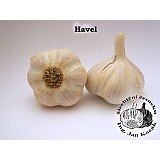 Sadbový česnek HAVEL  3-4 ks - paličák