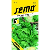 salát hlávkový MAXIMO ledový