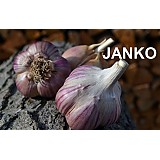 Sadbový česnek JANKO 10 až 16 cibulí paličák
