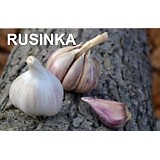Sadbový česnek RUSINKA 3-4 cibule paličák