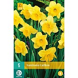 Narcis Tete a tete - 5 ks