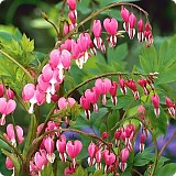 Srdcovka Dicentra spectabilis růžová 1 cibule