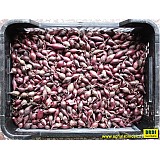 Sazečka ozimá 1kg AKADO červená 8-16