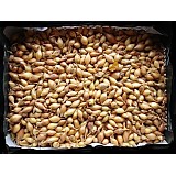 Cibule sazečka 250g VŠETANA 8-16mm 