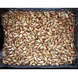 Těstoviny ŠNECI 500g MALITAS