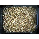 Cibule sazečka 1kg STUTGART 8-16mm 