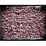 Cibule sazečka 250g KARMEN červená 8-16mm