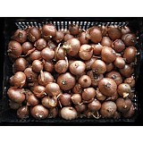 Cibule sazečka ŠALOTKA RED SUN -červená 500g